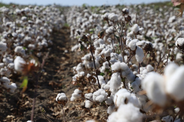 Neftçala rayonunda pambıq yığımı davam etdirilir