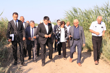 Neftçala rayonunda arpa biçini davam edir