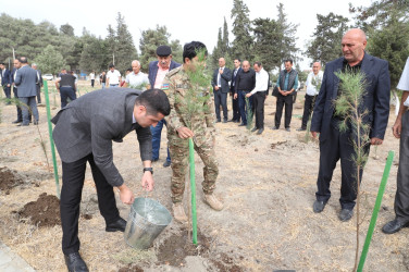 27 sentyabr Anım Günü ilə əlaqədar olaraq ağacəkmə aksiyası keçirilib