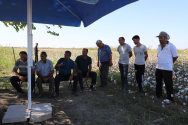 Neftçala rayonunda pambıq yığımı davam etdirilir