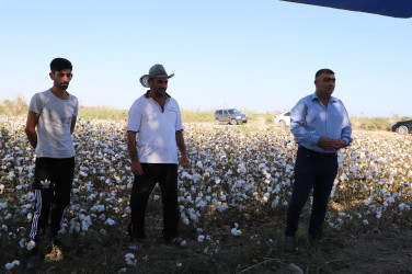 Neftçala rayonunda pambıq yığımı davam etdirilir