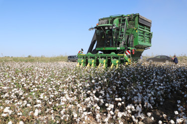 Neftçala rayonunda pambıq yığımı davam etdirilir