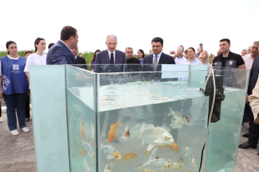 Neftçalada Kür çayına 600 min balıq körpəsi buraxılıb