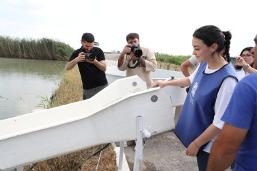 Neftçalada Kür çayına 600 min balıq körpəsi buraxılıb