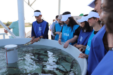 Neftçala rayonunda Kür çayına nərə balıqları buraxılıb
