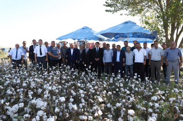 Neftçala rayonunda pambıq yığımı davam etdirilir