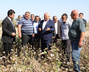 Neftçala rayonunda pambıq yığımı davam etdirilir